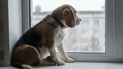 Väljer en hund en enda ägare för hela livet?