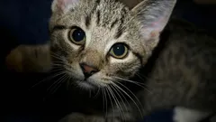 Vet du vad din katt gör för att skydda dig och ditt hem?