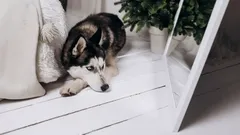 Få känner till: Därför känner hundar inte igen sig själva i spegeln