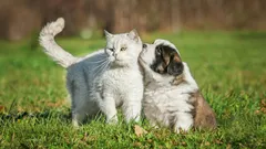 Hur får man en hund att sluta reagera på katter?