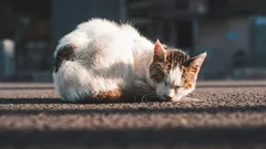 Är gatukatter tacksamma över att bli tagna hem?