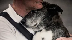 Kommer hunden ihåg sin ägare efter flera års separation?