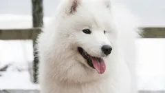 Hur du räknar om hundens ålder till människoår – och varför det är viktigt