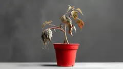 Ett enkelt husmorsknep för att pigga upp vissnande växter – 3 ingredienser du redan har i köket