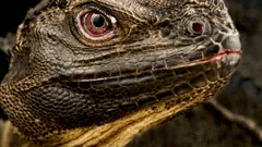 Visste du att det faktiskt finns ”drakar” på jorden – och att de snart kan försvinna?