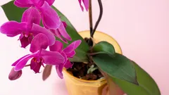 Så får du din orkidé att blomma hela året med gödsel du redan har i kylskåpet