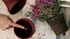 Varför ett hål i botten av en blomkruka är avgörande för inomhusväxternas hälsa