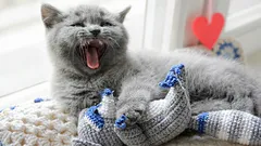 Varför går katten runt i huset och jamar: Vad försöker den säga dig?