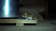 Så skyddar du huset och förrådet mot möss: effektiva tips