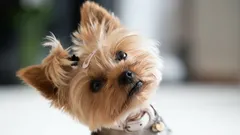 Varför hundar lutar huvudet när du pratar, enligt hundtränare och vetenskapliga rön