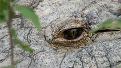 Världens äldsta krokodil: så här ser ett 124 år gammalt naturunderverk vid namn Henry ut.