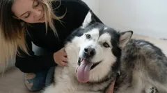 Var och hur är det bäst att klappa en hund så att den tycker om det så mycket som möjligt?